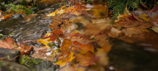 Obraz na płótnie Canvas autumnal leaves on the water, autumn landscape