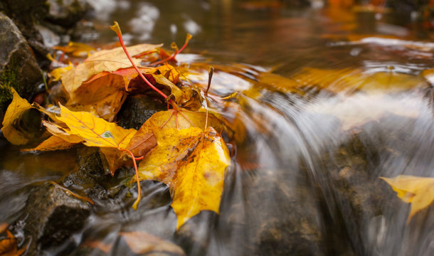 autumnal leaves on the water, autumn landscape