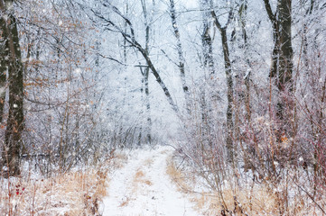 Fototapeta na wymiar Winter road in the forest