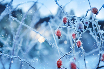 Red rosehip berries with hoar frost