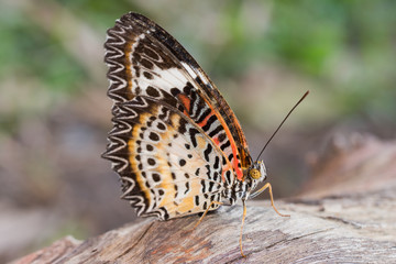 colorful butterfly in nature