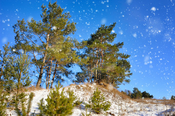Winter pine forest in sunny day