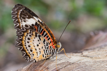 colorful butterfly in nature