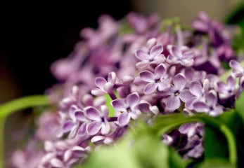 Crédence de cuisine en verre imprimé Lilas Branche de lilas