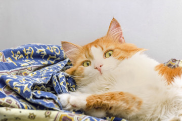 Red cat lies and looks