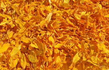 Dried petals of sunflowers