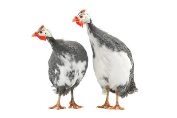 Guinea fowl
