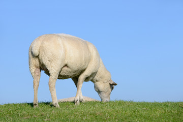 Obraz na płótnie Canvas Schafe auf dem Deich