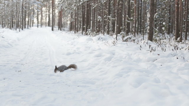 Cute squirrel eating there in winter scene with snow in the woods