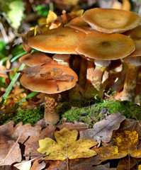 Mushrooms in the forest