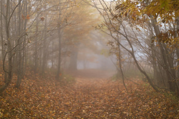 Autumn foggy day
