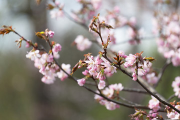 Branch of blossoming Oriental cherry sakura