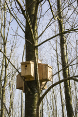 Multi wild bird nesting box development