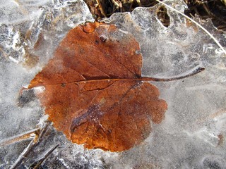 Leaf of lime tree frozen in the ice