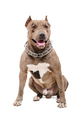 Portrait of a pit bull sitting isolated on white background