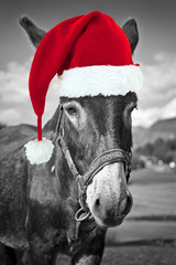 Red Christmas hat on a black and white donkey, fun xmas greeting card © Delphotostock