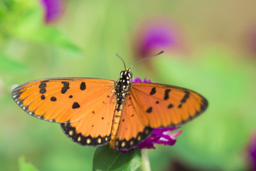 Fototapeta na wymiar Butterfly on pink flower with grass.
