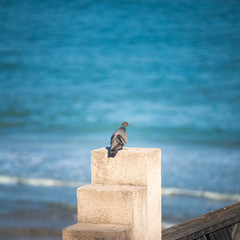 A pigeon on the pole and looking at a sea