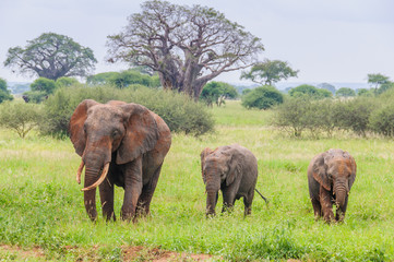 Naklejka premium Mother and two elephant calves in Tarangire Park, Tanzania