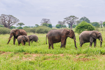 Elephant family of five in Tarangire Park, Tanzania