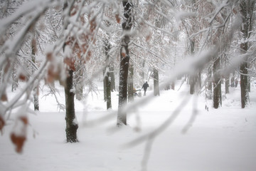 winter in forest