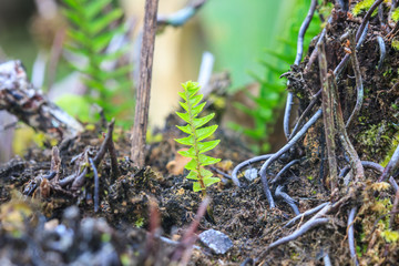 Fern leaf