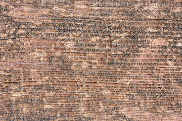 Closeup detail macro wood pattern.