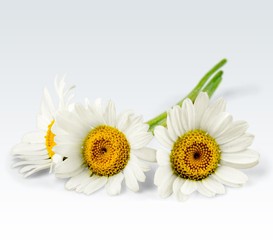 Fototapeta premium Daisy.