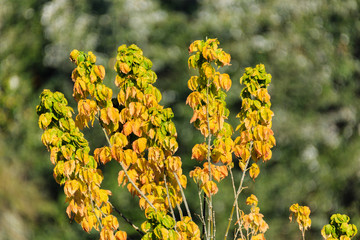 Paisajes de otoño en Titulcia, Madrid