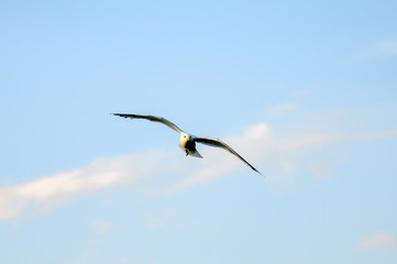 Flying Seagull, sea gull in the sky, beautiful Seagulls flying in the sky, a beautiful bird.