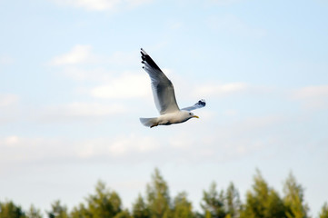 Fototapeta na wymiar Flying Seagull, sea gull in the sky, beautiful Seagulls flying in the sky, beautiful bird.