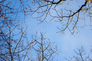 Sky through the trees, the tops of the trees, spring sky, the view from the bottom up, beautiful nature in the forest, spring forest.