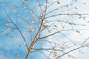 Branches under the snow in winter forest