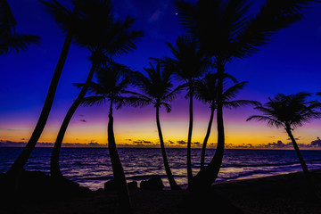 sunset silhouette of palm trees