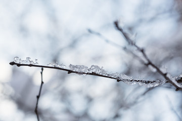 Branches under the snow in winter forest