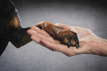 femme senior tenant patte chien dans sa main
