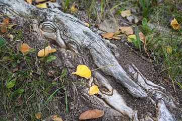 Old tree roots and fallen leaves in autumn park
