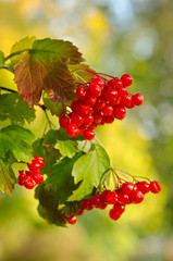 Red Viburnum berries in the tree