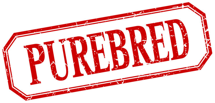 purebred square red grunge vintage isolated label