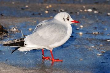 eine Möwe, die in der eisigen Kälte am Strand sitzt