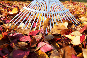 Rechen im Bunten Herbstlaub