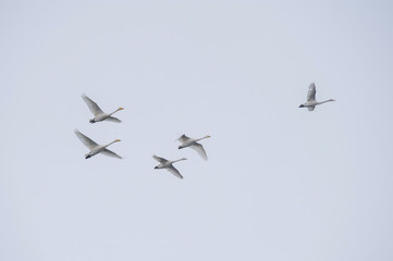 A flock of swans flying against the backdrop of an overcast autumn sky