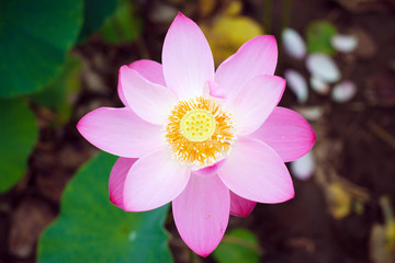 Lotus flower, rare flower, the ancient flower, a symbol of purity, symbol of Buddhism, Nelumbo, Lotus orehonosny, Species listed in the Red book, Nelumbo nucifera,  flower  Asia and Orient.
