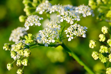 Flowers poisonous hemlock among green leaves in the garden