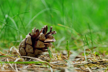 Dry pine cone lies in the green grass