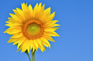 Young sunflowers bloom in field against a blue sky