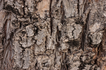 Sal tree trunk