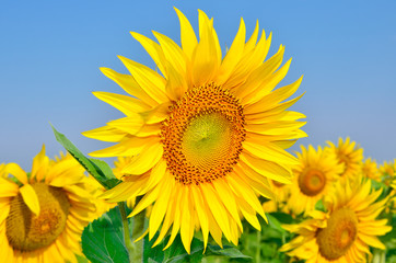 Young sunflowers bloom in field against a blue sky