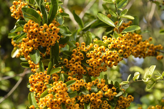 Cotoneaster, Cotoneaster conspicuus, Decorus conspicuus
