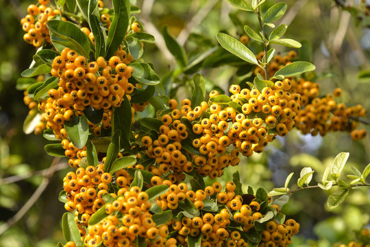 Cotoneaster, Cotoneaster conspicuus, Decorus conspicuus